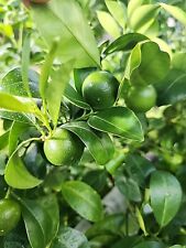 Live calamansi plant for sale  Saucier