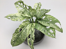 Monstera adansonii mint gebraucht kaufen  Wuppertal