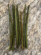 Austree willow hybrid for sale  Rochester