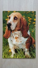 Ansichtskarte motiv hunde gebraucht kaufen  Bochum