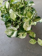 123 manjula pothos for sale  Lutz