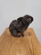 Bf42 black bunny for sale  Hill City
