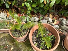 Cycas revoluta altezza usato  Siena