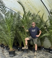 Phoenix date palm for sale  KING'S LYNN