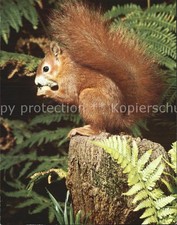 Eichhoernchen ecureuil squirre gebraucht kaufen  Deutschland