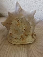 Gehörnte helmschnecke gebraucht kaufen  Baltmannsweiler