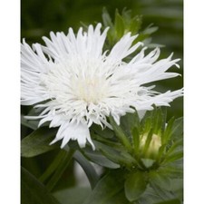 Stokesia laevis alba for sale  MARCH