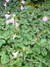 Pink oxalis articulata for sale  ST. AUSTELL