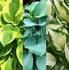 Hosta plants 9cm for sale  GLASGOW