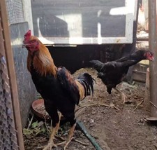 Shamo fresh organic for sale  EPSOM