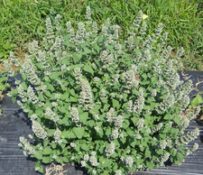 000 catnip seeds for sale  Denver