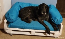 Divani per cani usato  Vicopisano