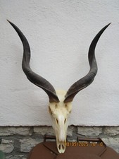 Kudu antilope afrika gebraucht kaufen  Deutschland