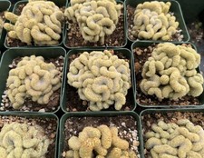 Crested mammillaria golden for sale  Temecula