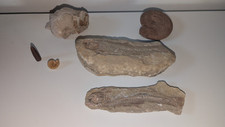 Fossili pesce tharias usato  San Biagio di Callalta