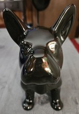 french bulldog blue male for sale french bulldog blue male for sale Ithaca