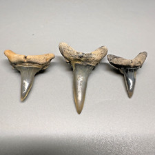 Group extinct sand for sale  Fernandina Beach