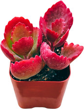 Succulents plants live for sale  Los Angeles