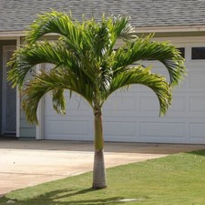 Christmas palm seedling for sale  Fort Pierce