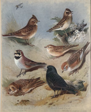 Vintage archibald thorburn for sale  IPSWICH