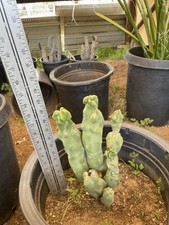 Totem pole cactus for sale  Congress