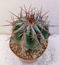 echinocactus usato  Lecce