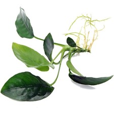 Anubias nana rooted for sale  HOUNSLOW