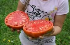 Pomodoro gigante bistecca usato  Reggio Calabria