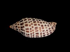 305 scaphella junonia for sale  Fort Myers