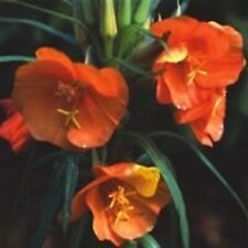 Oenothera sunset boulevard for sale  RICHMOND