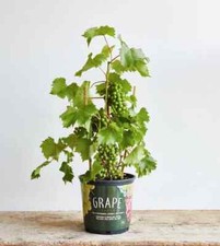 Grape vine sweet for sale  Ocala