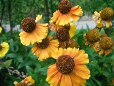 Helenium autumnale sahins for sale  GRANTHAM