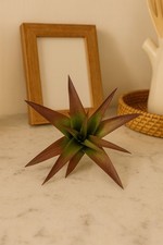 Pack tillandsia ionantha for sale  Homestead
