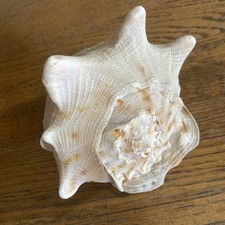 Large helmet conch for sale  BRISTOL