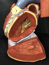 Anatomical heart diaphragm for sale  BOLTON
