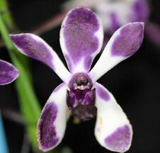 Rare vanda pinky for sale  HALSTEAD