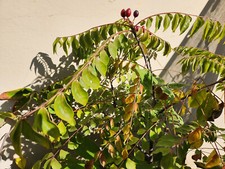 Rare thick leaf for sale  Huntington Beach