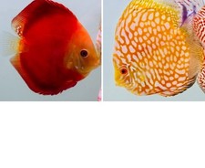 Set live discus for sale  Sunnyvale