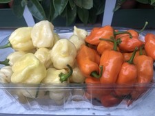 250 habarero orange usato  Dolo