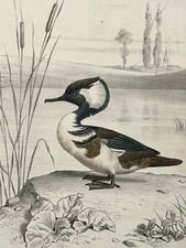 Edouard travies harle d'occasion  Pluvigner