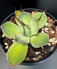 Agave parryi var. for sale  Marana