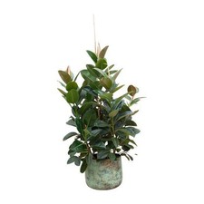Gummibaum ficus robusta gebraucht kaufen  Düsseldorf