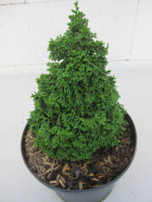 Edelstein hinoki scheinzypress gebraucht kaufen  Zetel