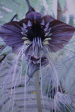 Samen fledermausblume tacca gebraucht kaufen  Werl