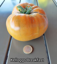 Tomatensamen kelloggs breakfas gebraucht kaufen  Saalfeld/Saale