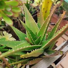 Aloe vera striatula usato  Barcellona Pozzo di Gotto