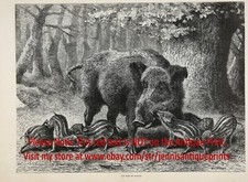 Boar mother wild for sale  Lake Villa