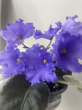 African violets baby for sale  PETERBOROUGH