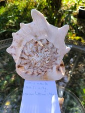 Cassis cornuta tahiti d'occasion  Mussidan