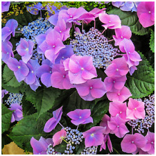 Hydrangea macrophylla blaumeis for sale  NEWTOWNARDS